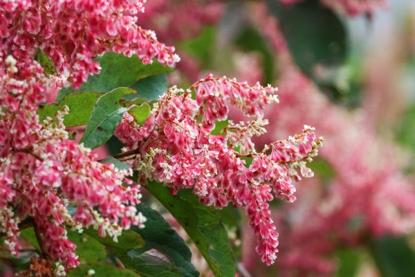 【新聞】大雪山國家森林遊樂區虎杖花綻放中!