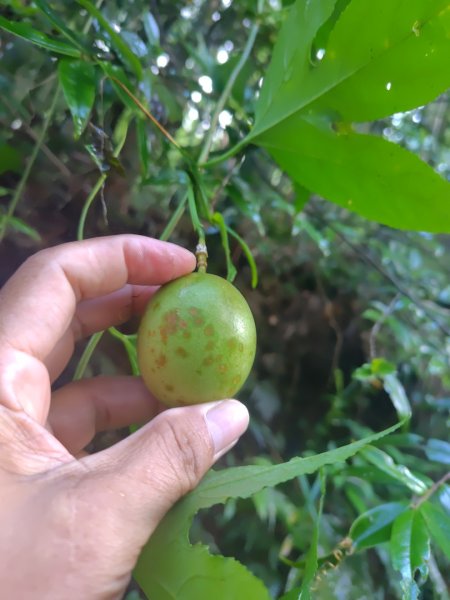 再訪雙林山、杜仔湖步道、雙子山2817916