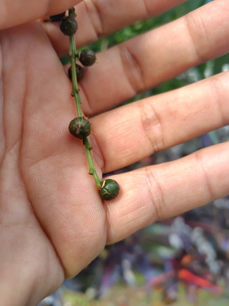 多納六秀 京大山2957517