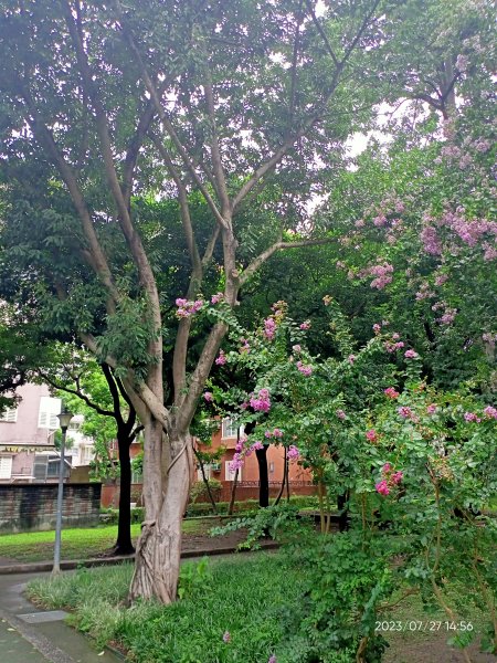 內湖大港墘公園、瑞陽公園、文德路上的花草【健康大穀東、走路趣尋寶】2234468