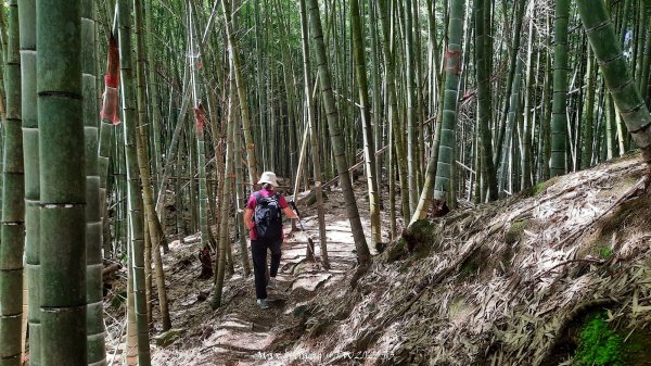《南投》溪頭三秀｜溪頭山竹崙山志騰山O繞樟仔林林道202509212893456