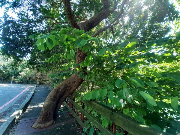 小百岳 No.19鳶山 6.基隆山1122553