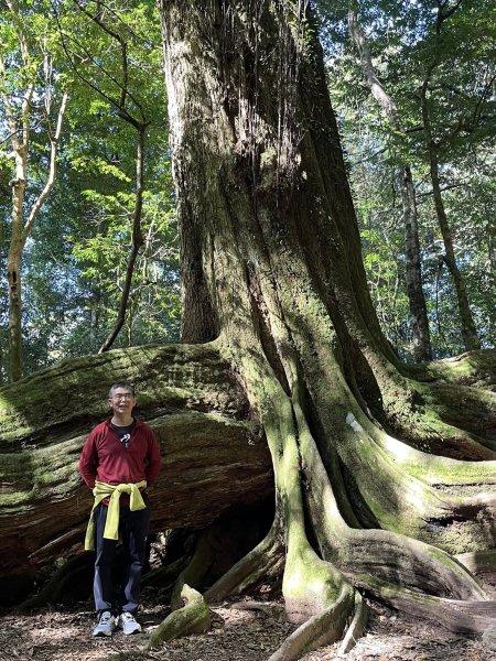 雪見大板根2959282