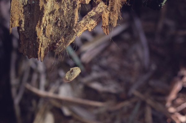 塔曼山 (Mt. Taman)。雲霧中的魔戒森林1331342