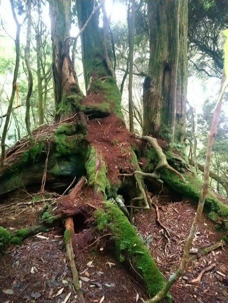 塔曼山及拉拉山巨木區642351