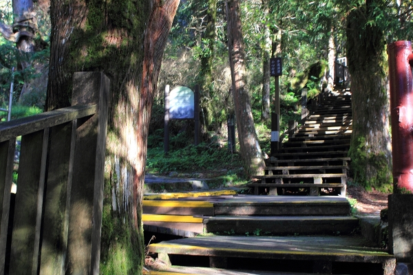 太平山檜木原始林→鐵杉林步道P型261417