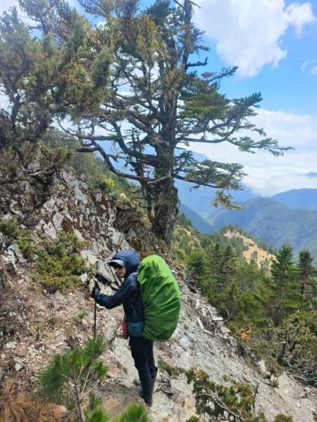 20240320 馬博8天縱走~第五天，馬里亞文路山，馬利加南山2471208