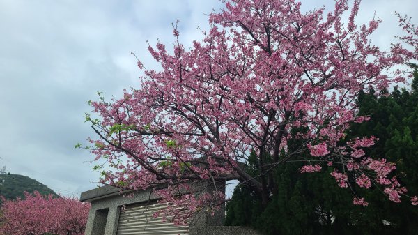 2024-0131 山仔后-住六公園-東方寺-狗殷勤-平菁街42巷-鵝尾山水田-平溪步道2414936