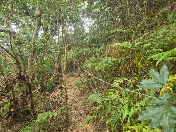 2026-02-01 靈山古道2991718