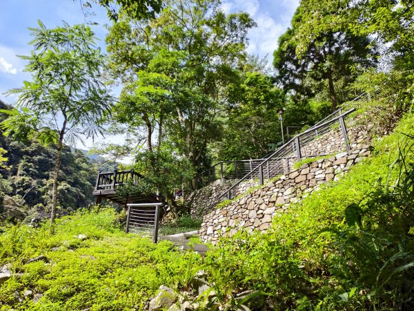 [百山百鳥尋旅-07/15] 2025_0831 八仙山國家森林遊樂區步道群_天籟步道2875905