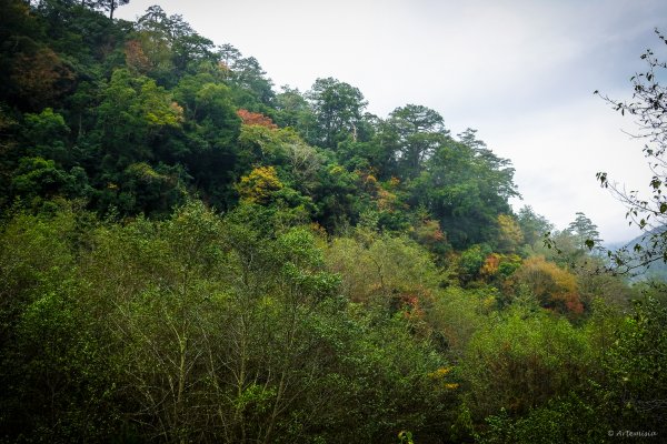 [冬訪大霸聖山岳參行]-大鹿林道東線榆金楓紅與九九山莊精選輯2974696