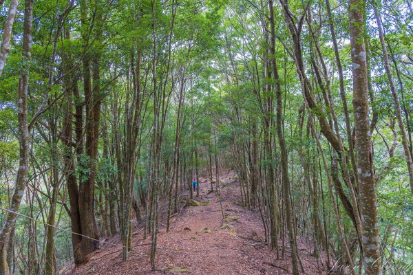 谷關七雄_波津加山2977608