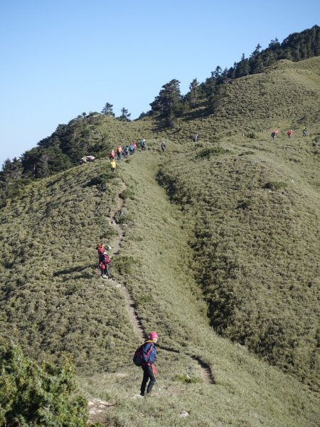 合歡山五座百岳賞杜鵑花587095