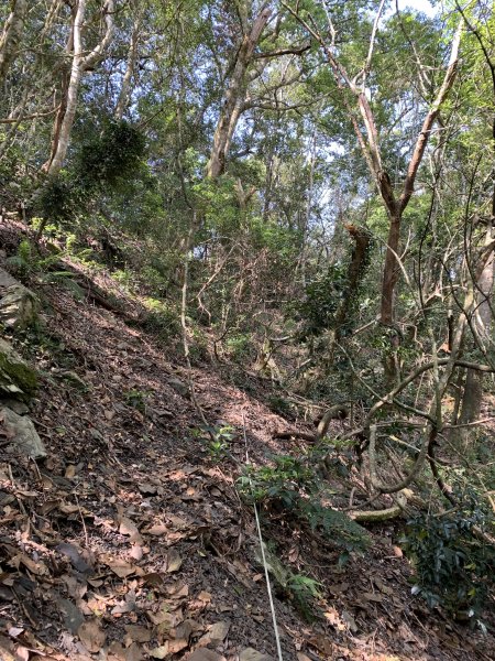 20240420高雄馬馬宇頓山-馬馬宇頓山西峰2487394