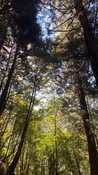 阿里山特富野古道1180076