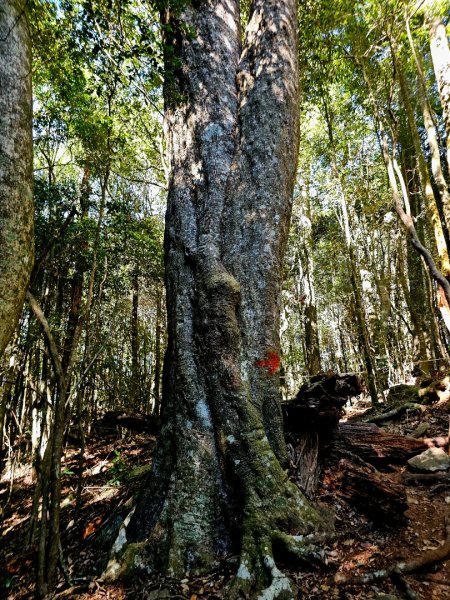 屋我尾山-谷關七雄 老三2962554