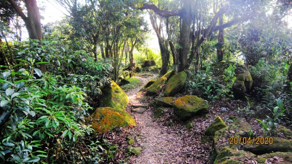 南勢角山-山訓飽覽桐花勝景952205