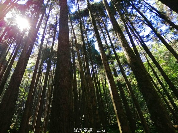 【台中。和平】綠蔭杉林大口森呼吸。 橫嶺山自然步道x橫嶺山主峰