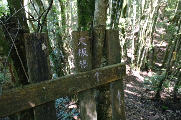 雪見大板根2924699