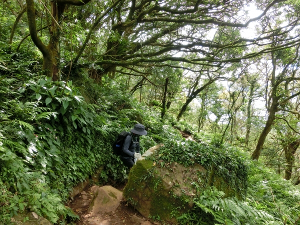 大屯山西峰．南峰．大屯坪94832