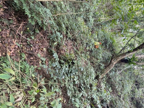 桂山路197巷 》呂奔山北峰 》呂奔山 》阿玉壩2755804