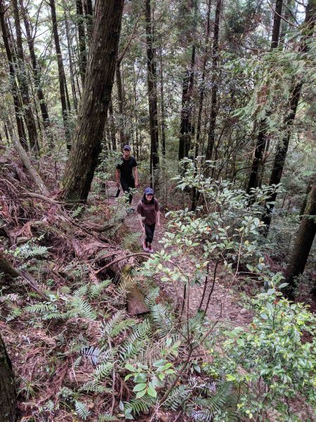 觀霧榛山登山步道912957