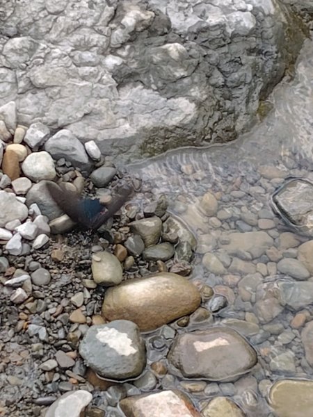 達娜伊谷-里美避難步道-巨石板步道-約富霓2788570