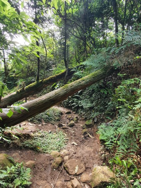 【擎天崗】探訪百名山-磺嘴山1385697