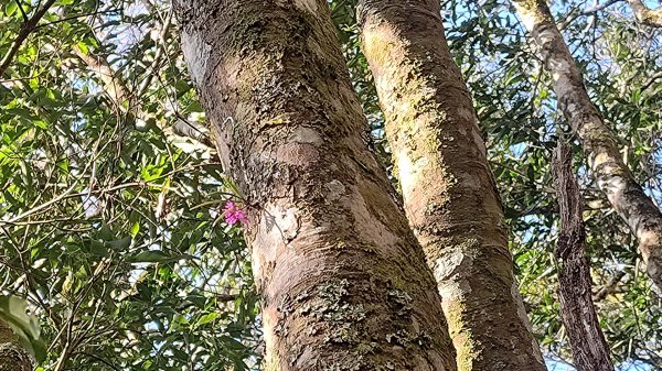 嘉義縣最遙遠的南霞山2698990