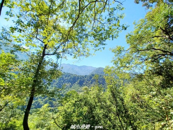 【台中和平】山林靜謐時光。 捎來步道2989213