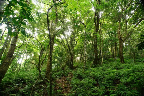 新竹 尖石 八五山、李崠山、鳥嘴下山3060736