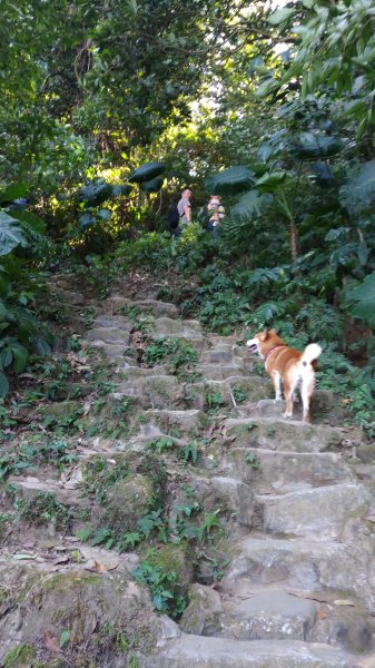 大溪大灣坪古道-環湖公路-新溪洲山步道728071