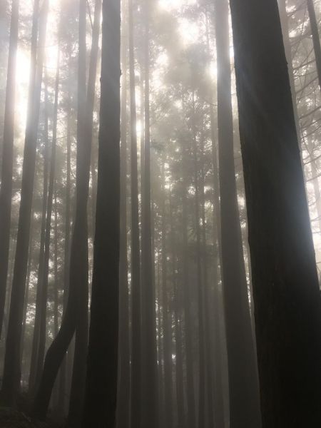 觀霧檜山巨木森林步道171723