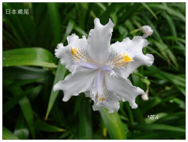溪頭/山芙蓉之旅712628