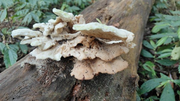 笠頂山單攻西大武山(西北峰) 九星連珠搏命演出歷險記 2025年3月20日2739013