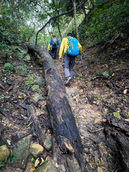 2025-03-08 汶水三山：金童山、汶水山、玉女山 連走2736537