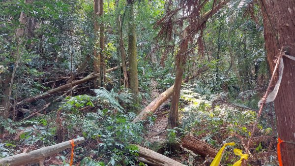 大克山北登山口森林遊樂區起登1332922