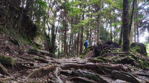 檜山巨木森林步道1779519