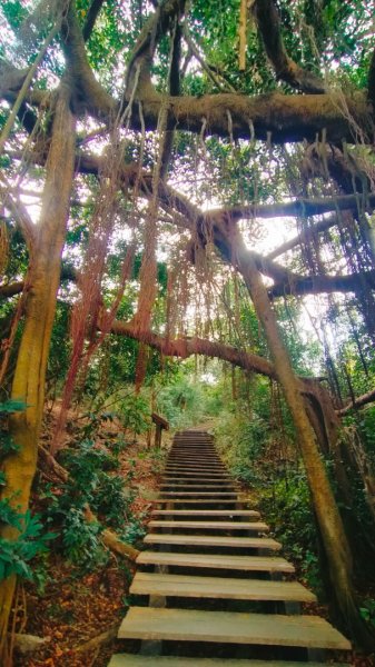 柴山夜爬看夕陽2993419