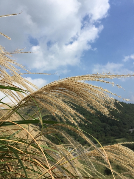 秋季限定～官芒花69497