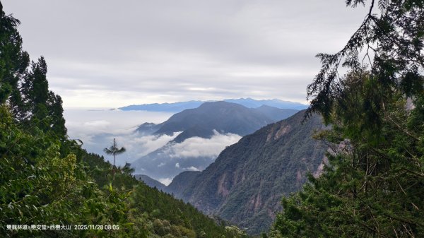 114.11.28-29 雙龍林道~巒安堂~西巒大山2954852
