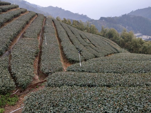 梨子腳山(小百岳#57) & 太平雲梯 (2021/1/29)1423201