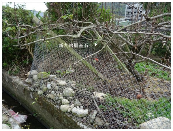 九房厝基石、落雨松(台中、石岡)1564146