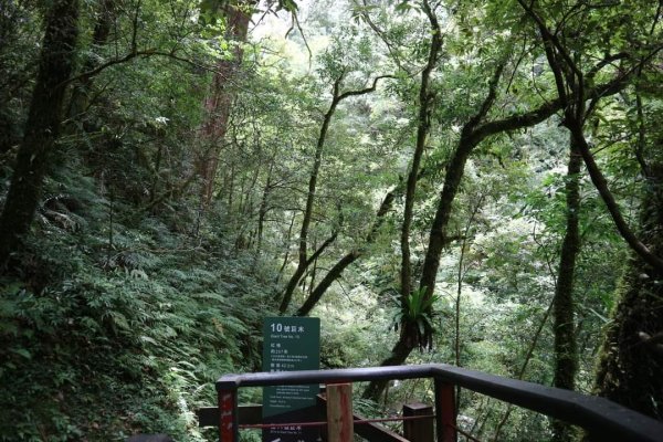 〔桃園復興〕拉拉山巨木，史詩級魔幻森林，75公頃紅檜 扁柏森林浴2237125