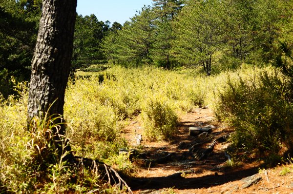 武法奈尾山天巒池872476