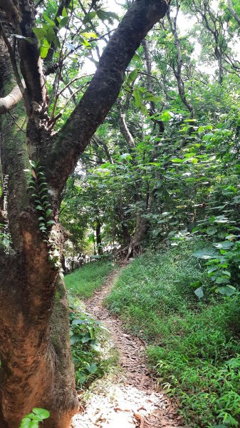 《彰化》果園古道｜廣天宮隴頂古道到鳳山寺O繞202509142884036