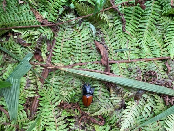 淡蘭古道中路（柑腳-外澳）1466557