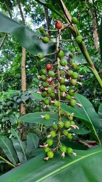 《彰化》果園古道｜廣天宮隴頂古道到鳳山寺O繞202509142884030
