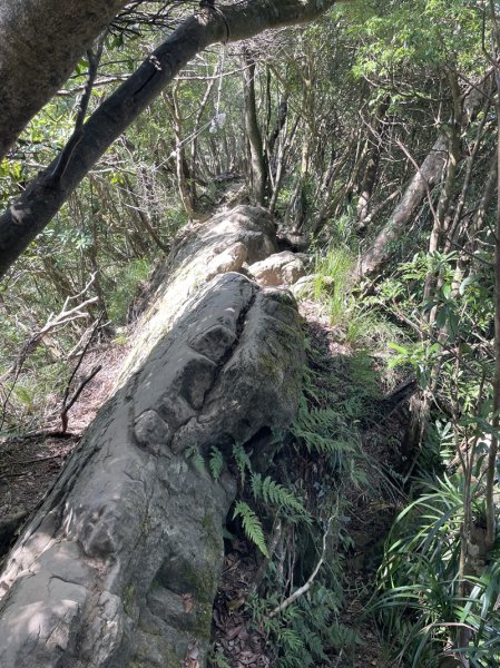 【二格山系】皇帝殿稜線2914129