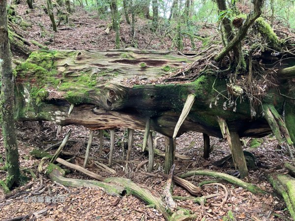 【羅馬縱走】山林巨木饗宴，夏季避暑的縱走路線2888204